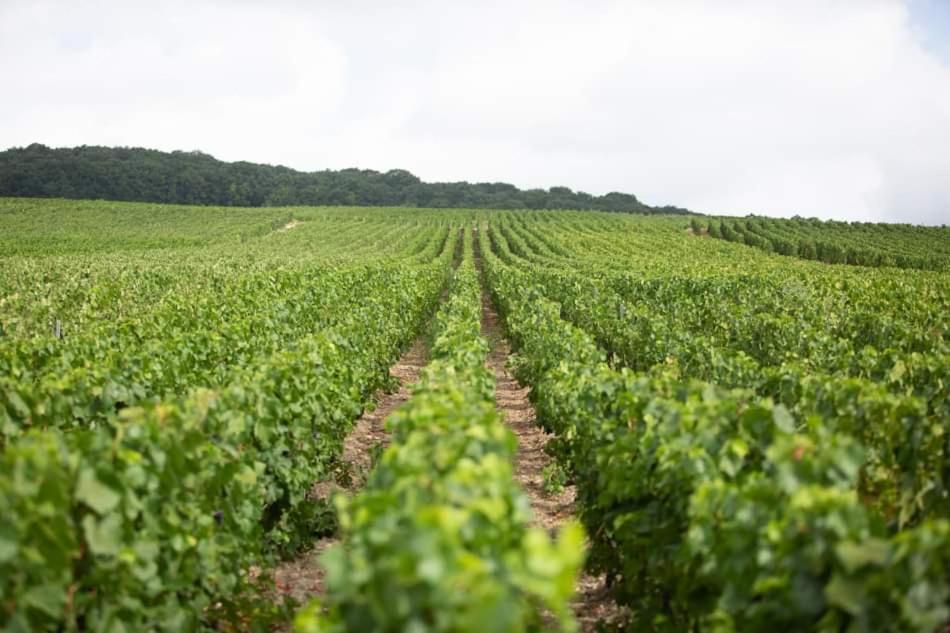 Gite "Le Millesime" Épernay Exterior foto